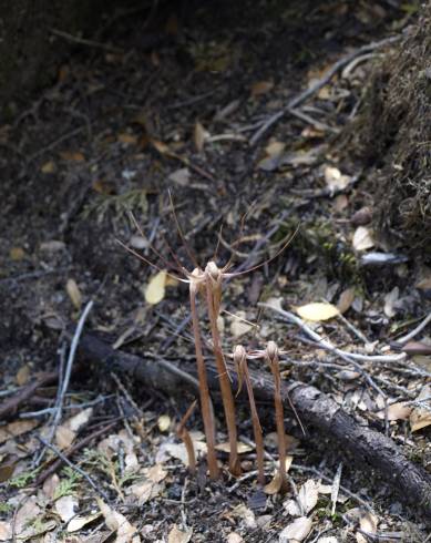 Fotografia de capa Arachnitis uniflora - do Jardim Botânico