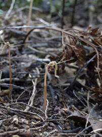 Fotografia da espécie Arachnitis uniflora