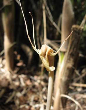 Fotografia 3 da espécie Arachnitis uniflora no Jardim Botânico UTAD