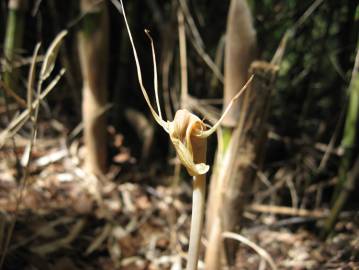 Fotografia da espécie Arachnitis uniflora