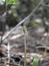 Fotografia da espécie Arachnitis uniflora