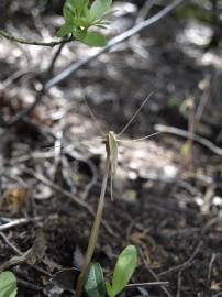 Fotografia da espécie Arachnitis uniflora