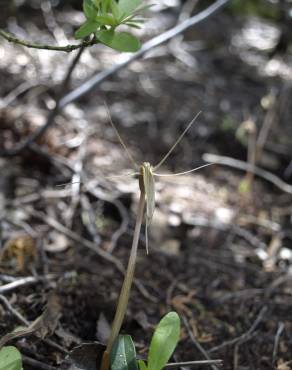 Fotografia 5 da espécie Arachnitis uniflora no Jardim Botânico UTAD