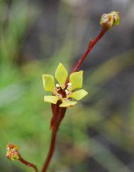 Campynema lineare