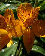 Fotografia da espécie Alstroemeria aurea