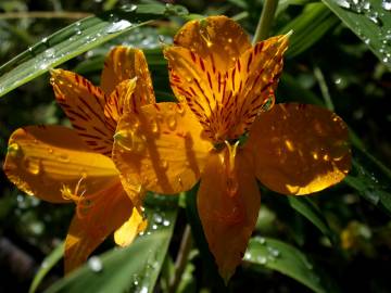 Fotografia da espécie Alstroemeria aurea