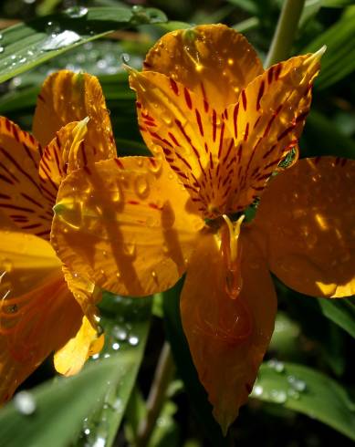 Fotografia de capa Alstroemeria aurea - do Jardim Botânico