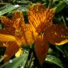 Fotografia 1 da espécie Alstroemeria aurea do Jardim Botânico UTAD