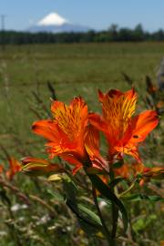 Fotografia da espécie Alstroemeria aurea