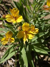 Fotografia da espécie Alstroemeria aurea