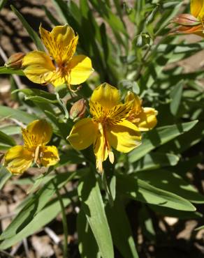 Fotografia 4 da espécie Alstroemeria aurea no Jardim Botânico UTAD