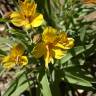 Fotografia 4 da espécie Alstroemeria aurea do Jardim Botânico UTAD