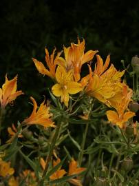 Fotografia da espécie Alstroemeria aurea