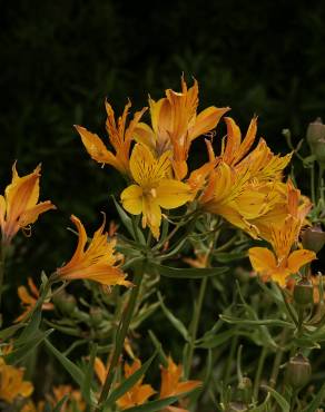 Fotografia 5 da espécie Alstroemeria aurea no Jardim Botânico UTAD