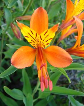 Fotografia 6 da espécie Alstroemeria aurea no Jardim Botânico UTAD