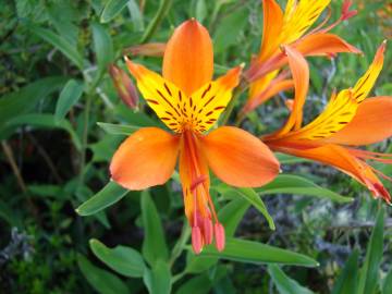 Fotografia da espécie Alstroemeria aurea