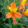 Fotografia 6 da espécie Alstroemeria aurea do Jardim Botânico UTAD