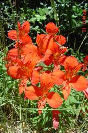 Fotografia da espécie Alstroemeria aurea