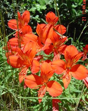 Fotografia 7 da espécie Alstroemeria aurea no Jardim Botânico UTAD