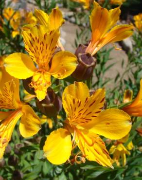 Fotografia 8 da espécie Alstroemeria aurea no Jardim Botânico UTAD