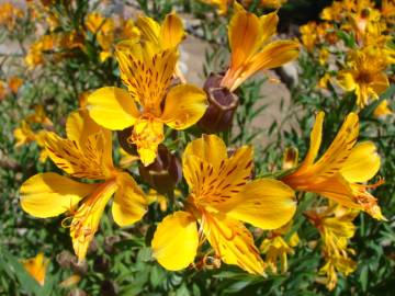 Fotografia da espécie Alstroemeria aurea