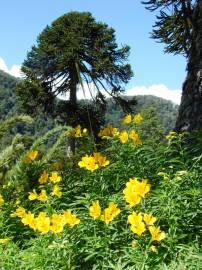 Fotografia da espécie Alstroemeria aurea