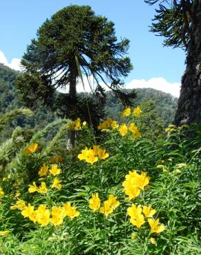 Fotografia 9 da espécie Alstroemeria aurea no Jardim Botânico UTAD