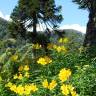 Fotografia 9 da espécie Alstroemeria aurea do Jardim Botânico UTAD