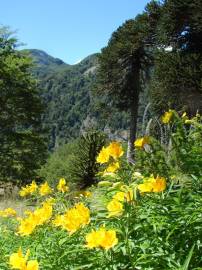 Fotografia da espécie Alstroemeria aurea