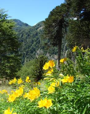 Fotografia 10 da espécie Alstroemeria aurea no Jardim Botânico UTAD