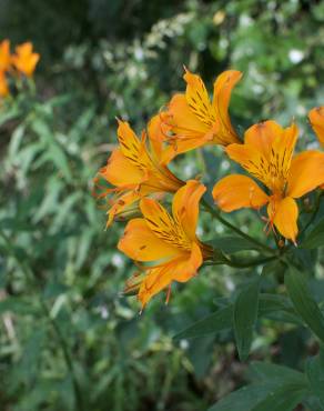 Fotografia 11 da espécie Alstroemeria aurea no Jardim Botânico UTAD