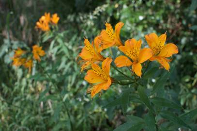 Fotografia da espécie Alstroemeria aurea