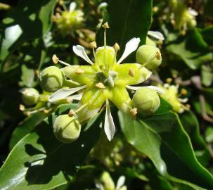 Fotografia da espécie Quillaja saponaria