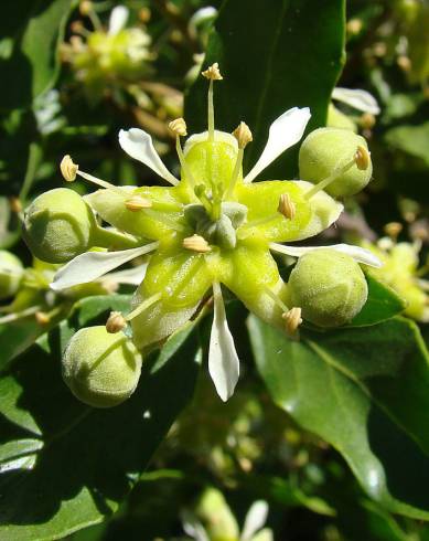 Fotografia de capa Quillaja saponaria - do Jardim Botânico