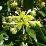 Fotografia 1 da espécie Quillaja saponaria do Jardim Botânico UTAD