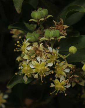 Fotografia 2 da espécie Quillaja saponaria no Jardim Botânico UTAD