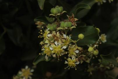 Fotografia da espécie Quillaja saponaria