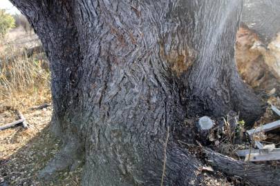 Fotografia da espécie Quillaja saponaria