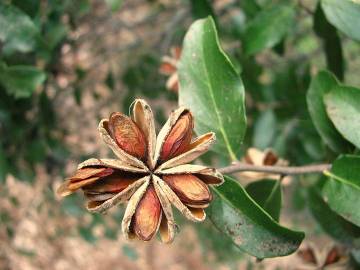 Fotografia da espécie Quillaja saponaria