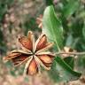 Fotografia 8 da espécie Quillaja saponaria do Jardim Botânico UTAD