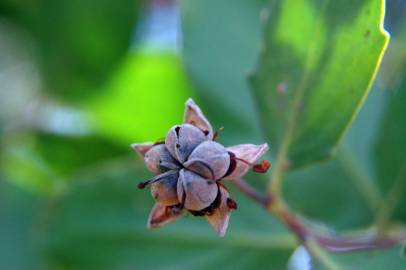 Fotografia da espécie Quillaja saponaria