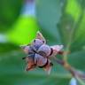 Fotografia 10 da espécie Quillaja saponaria do Jardim Botânico UTAD