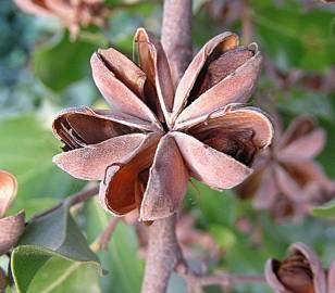 Fotografia da espécie Quillaja saponaria