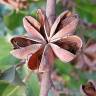 Fotografia 11 da espécie Quillaja saponaria do Jardim Botânico UTAD