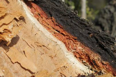 Fotografia da espécie Quillaja saponaria