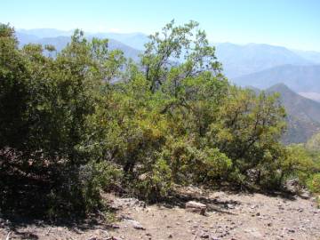 Fotografia da espécie Quillaja saponaria