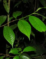 Ticodendron incognitum