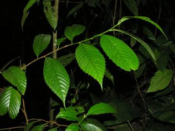 Fotografia da espécie Ticodendron incognitum
