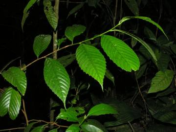 Fotografia da espécie Ticodendron incognitum