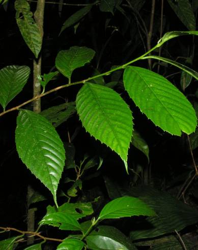 Fotografia de capa Ticodendron incognitum - do Jardim Botânico